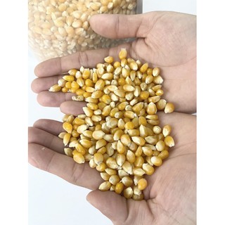 Bắp Nổ Rang Bơ - Bắp Mỹ (dùng làm món BẮP RANG BƠ) POP CORN