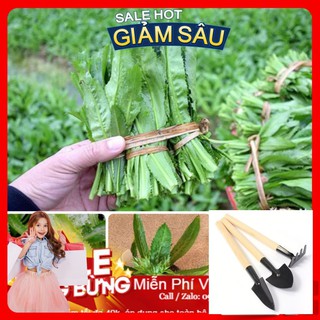 Hạt Giống Ngò Gai - 100 Hạt / Gói - Tặng Kèm Bộ Dụng Cụ Trồng Cây Mini