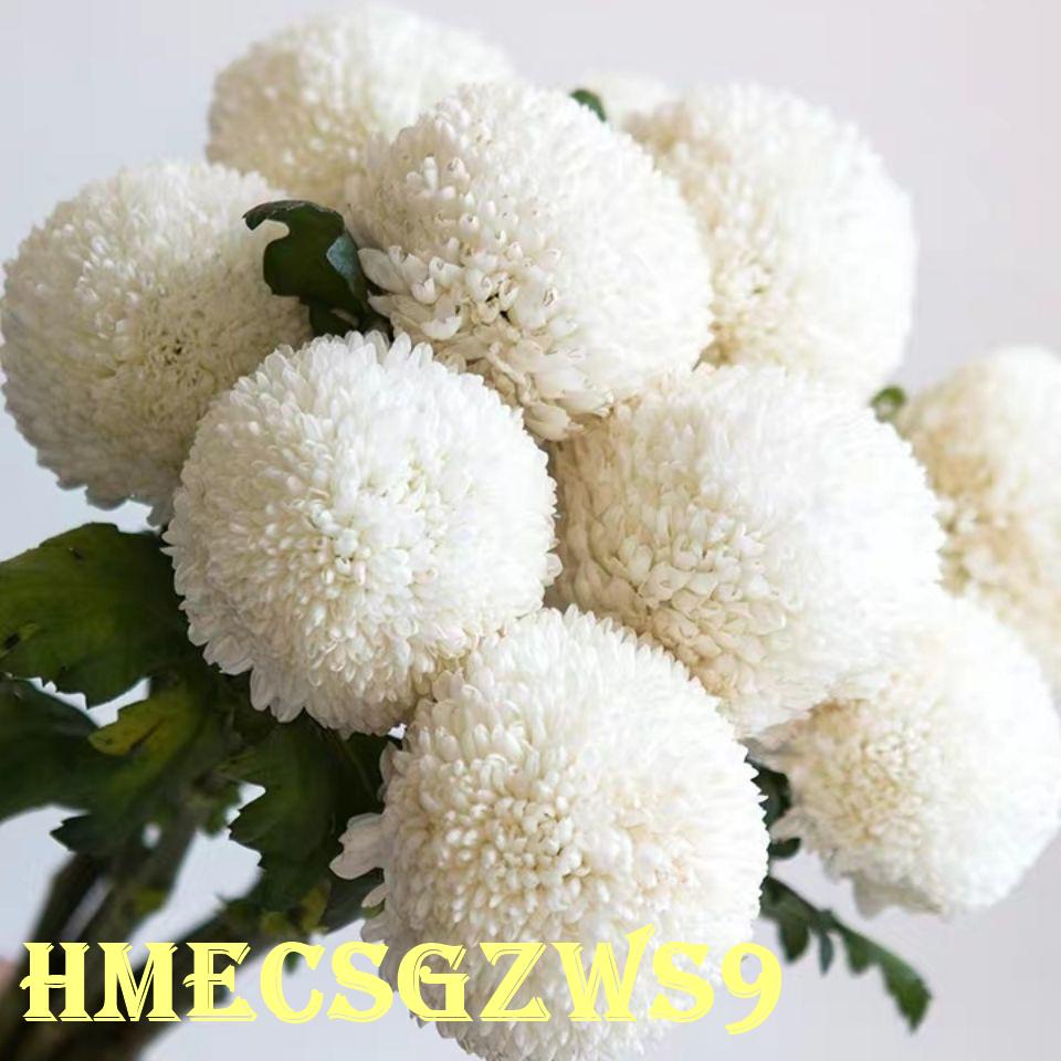 Hạt giống hoa cúc bóng bàn độc và lạ 50h
