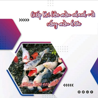 Cám cá Koi Stella S5| 1Kg