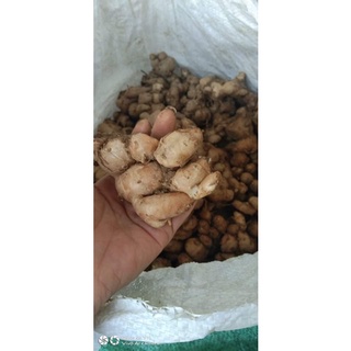 Địa liền khô/ sá kiếng khô.