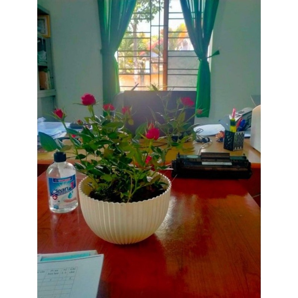 CHẬU TRÒN TRỒNG HOA KẺ SỌC KÈM DÂY TREO 20*13CM