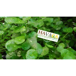 Cây cỏ đồng tiền