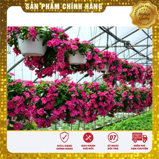 Hạt Giống Hoa Dừa Cạn Rũ Nhiều Màu(50 hạt)