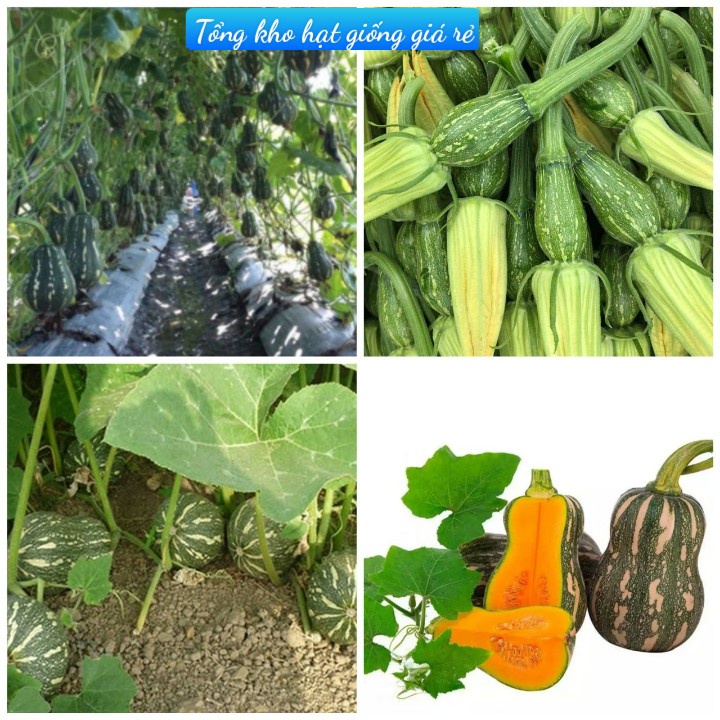 Hạt giống bí đỏ siêu trái dễ trồng kháng bệnh tốt-Tổng kho hạt giống giá rẻ