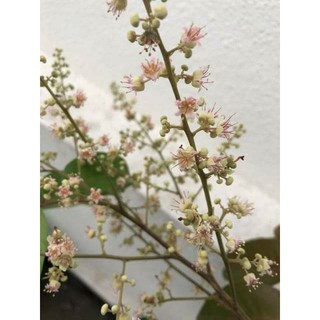 Cây 🌲 Nhãn Xuồng Tím
