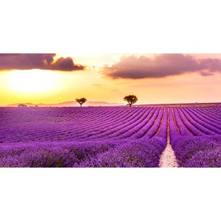 Tranh dán tường Cánh đồng hoa oải hương lãng mạn, tranh dán tường 3d hiện đại (tích hợp sẵn keo)