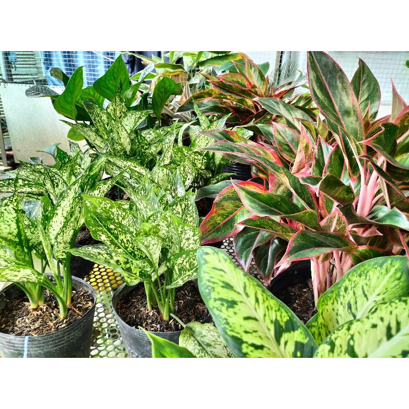 Cây ngọc ngân dạng bụi bao xinh