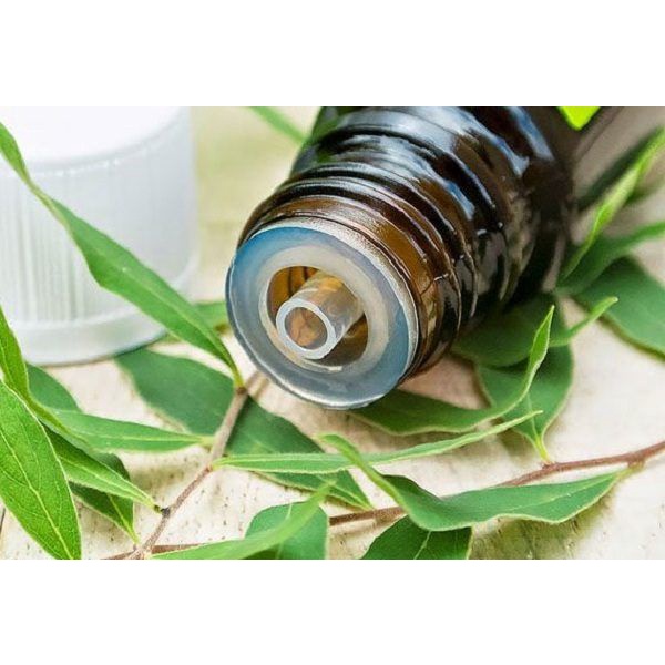 [GIÁ DÙNG THỬ] Tinh Dầu Tràm Gió Thiên Nhiên - Tốt cho sức khỏe - Cajeput essential oil