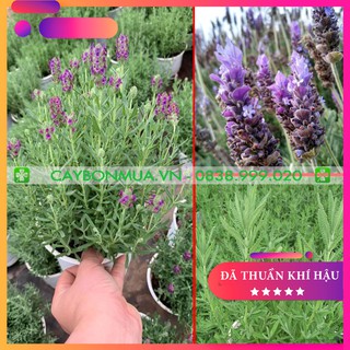 [SALES OFF] Cây Oải Hương - Lavender Spanish đã thuần khí hậu, cây phát triển tốt, hoa rất đẹp, mùi hương rất thơm.