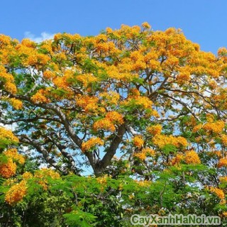 Cây giống hoa muồng lá lạc ,cây muồng hoa vàng