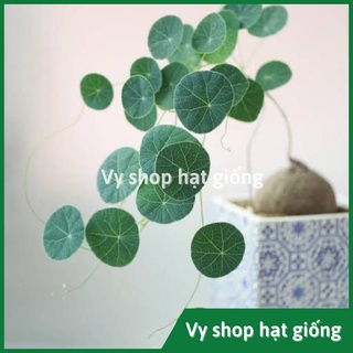 Củ bình vôi Thái (Đồng tiền Thái) - Stephania Erecta nhập Thái Lan