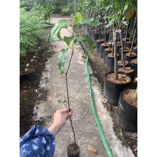 Cây giống Lê vàng