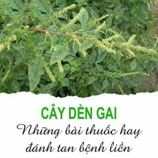 cây dền gai