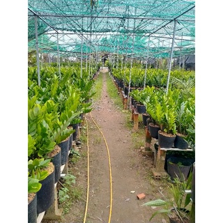 Cây kim tiền ( kim phát tài ) loại 1