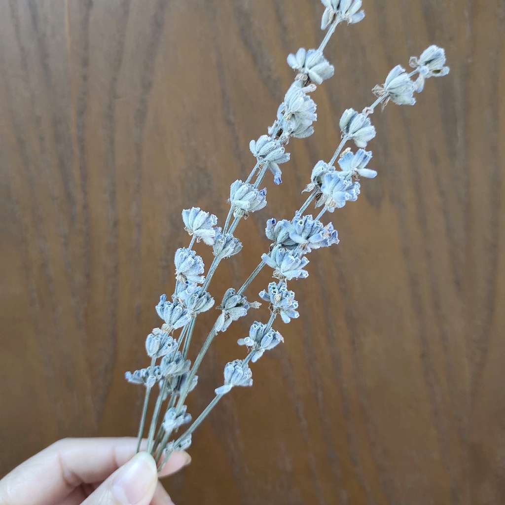 Lavender/ Oải hương khô màu trắng, thơm nồng nàn