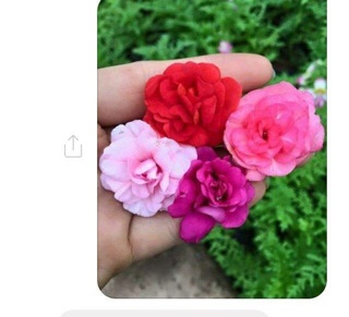 Bầu ngọc thảo soắn kép