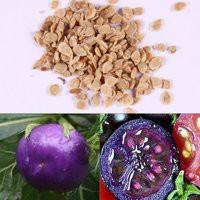 Hạt Giống Cà Chua Tím  - Dinh Dưỡng, Năng Suất Cao - MUA 3 TẶNG 1 CÙNG LOẠI