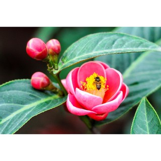 Cây Hoa Hải Đường giống, cây đẹp, nguyên bầu