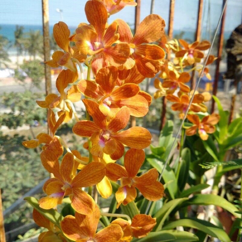 Cây hoa lan tím cô dâu, so nha