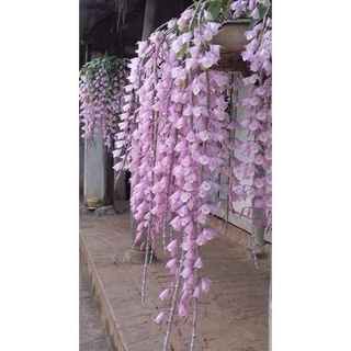 hoa lan đột biến hạc vỹ (1 bó hình cuối )