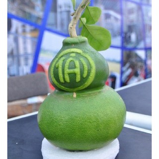 Khuôn hồ lô 1 bầu cứng dùng nhiều lần