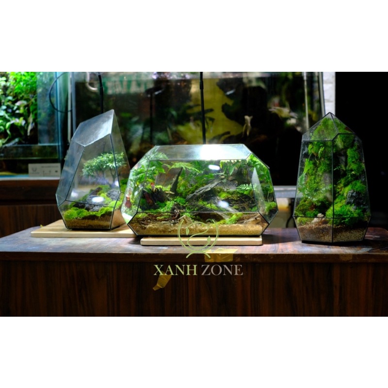 Lót nền terrarium, đất kết dính, tạo bố cục nền terrarium,bán cạn, 22 loại, đất đắp tường rêu terrarium, bán cạn