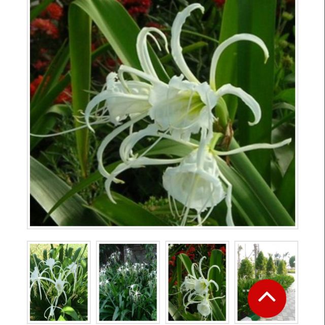 Củ cây bạch trinh biển