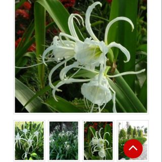 Củ cây bạch trinh biển