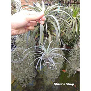 Móc treo nhôm handmade cho cây Không Khí