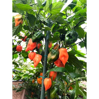 [Hạt Giống Mỹ] Ớt Siêu Cay Habanero Cam (Gói lẻ 10 hạt)