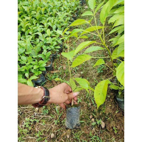 Cây kèn hồng