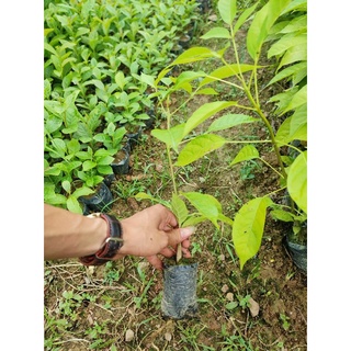 cây kèn hồng