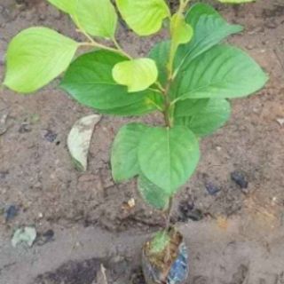 Cây giống hồng đen nhật bản