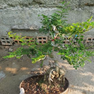 Cần thăng bonsai gốc lớn