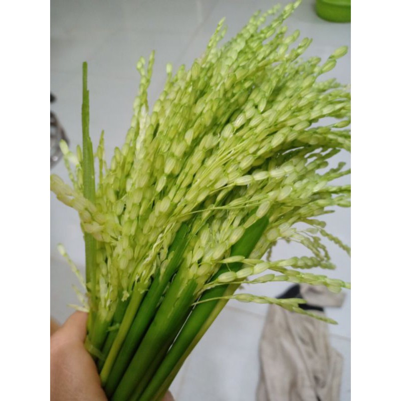 ĐÒNG ĐÒNG LÚA NẾP 1KG(chỉ giao Hà Nội )
