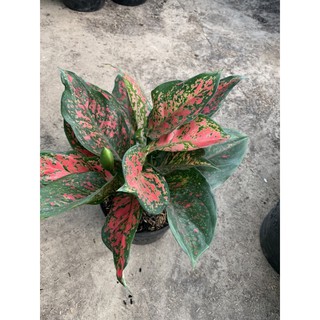 cây mai đỏ