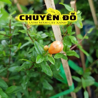 CÂY GIỐNG LỰU ĐỎ LÙN, CÂY GIỐNG LỰU AI CẬP *VẬN CHUYỂN XA, GÓI HÀNG CỨNG*
