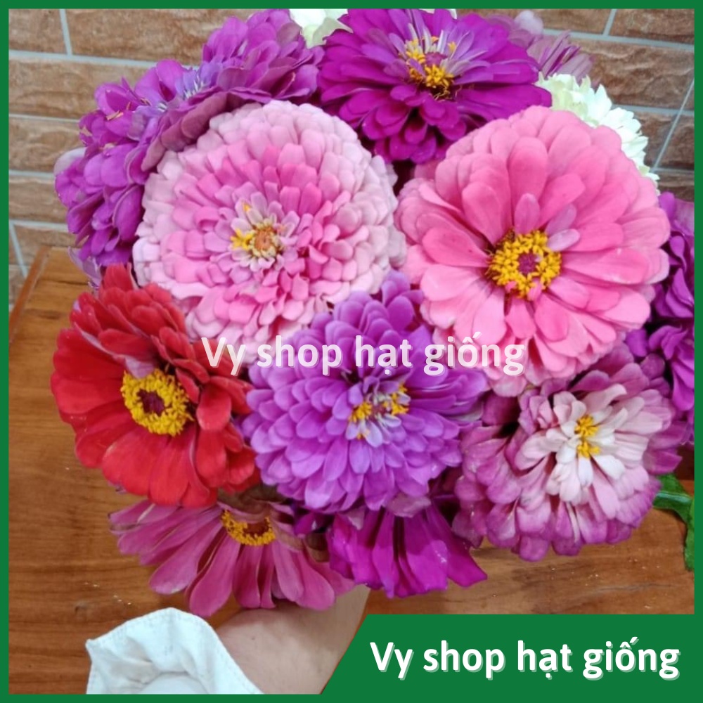 Hạt giống hoa cúc lá nhám kép bông to Thái Lan gói 50 hạt mix màu