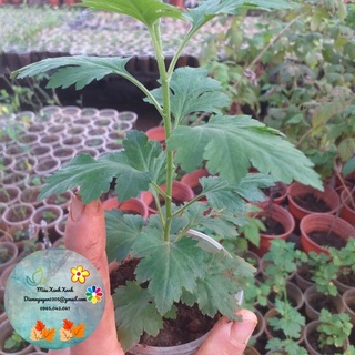 [CG] Cúc Cổ Mi Kép (hoạ mi cánh kép) 15k/cây