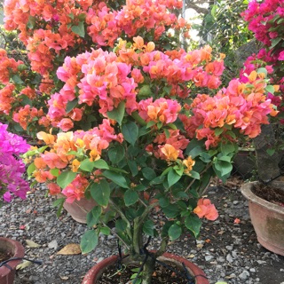 Hoa giấy đỏ cam