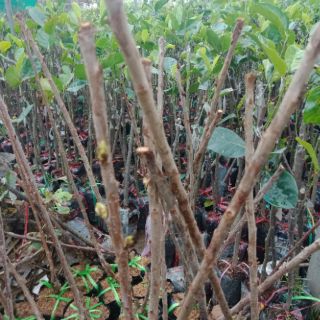 Cây cherry anh đào mỹ nhập khẩu