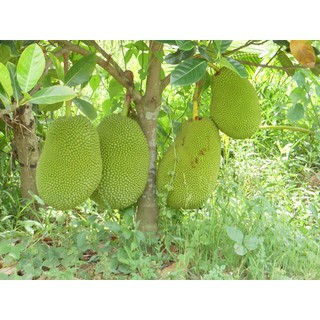 Cây giống Mít Tố Nữ ghép [ siêu sớm ]