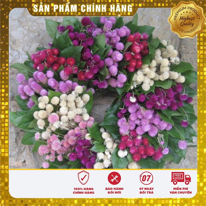 Hạt Giống Hoa Cúc Bách Nhật mix ( 50 hạt )