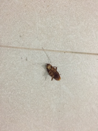 Thuốc diệt kiến gián sinh hoc