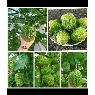 Mướp đắng (khổ qua) siêu trái