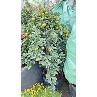 Cây Tắc Cao 1m4-1m6