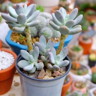 Sen đá sỏi trắng cổ thụ