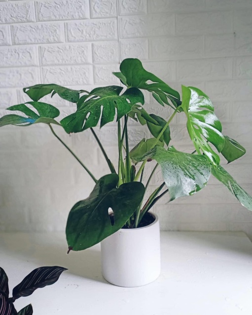 Trầu bà xẻ Montera giống thái lan chậu 3 cây size lá 20 đến 25cm