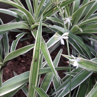 Cây dây nhện, cây phong thủy